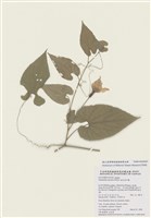 藏品(斑花青牛膽)的圖片